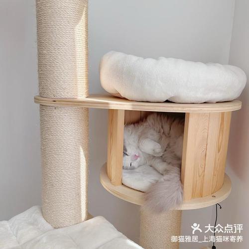 假期出行不用愁，上海貓咪寄養全攻略
