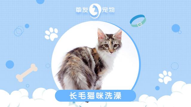 摯友寵物貓狗專售美容寄養盈豐路店——您的愛貓寄養理想之選