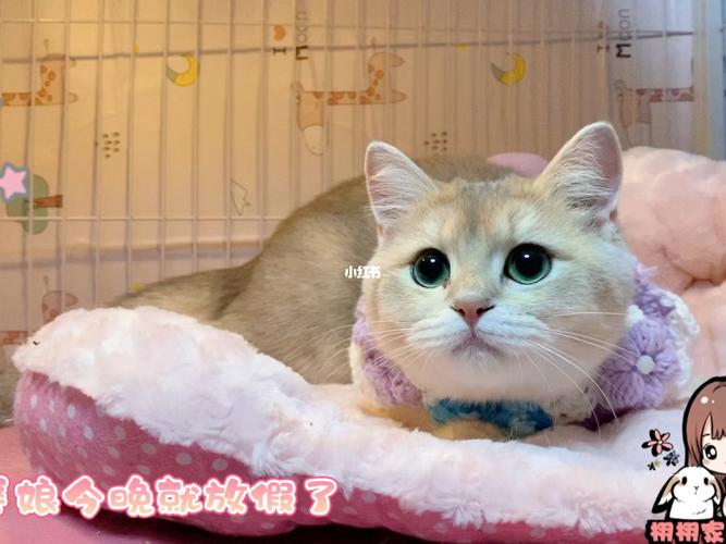 天津?qū)櫸镓堖浼酿B(yǎng)家庭式寵物寄養(yǎng)