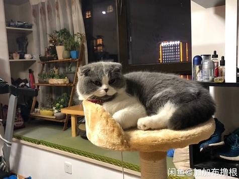 上海嘉定寵物節日貓喵寄養